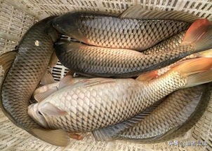 钓黑坑鱼不开口怎么办,黑坑鱼不开口钓不到怎么解决