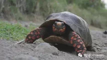 红腿象龟新手入门教程,黄腿象龟