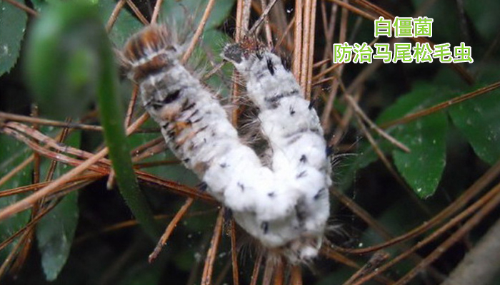 什么是生物疗法治疗,什么是生物防治及其优缺点