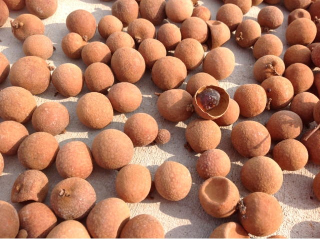 晒龙眼干没太阳咋办?教你2招实用技巧,即便下雨龙眼也不发霉