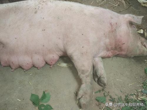 母猪下崽慢的处理方法和预防措施