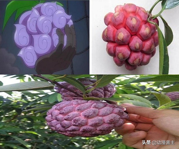 恶魔果实的秘密,神秘恶魔果实到底是哪颗