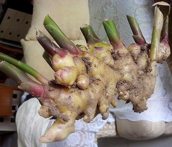 盆栽的生姜冬天要挖出来吗,削完皮的生姜可以直接放花盆里