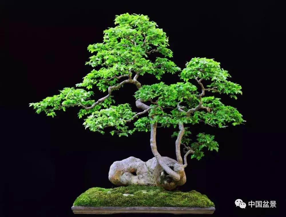 盆景植物最好养的,好养易活的盆景植物有哪些