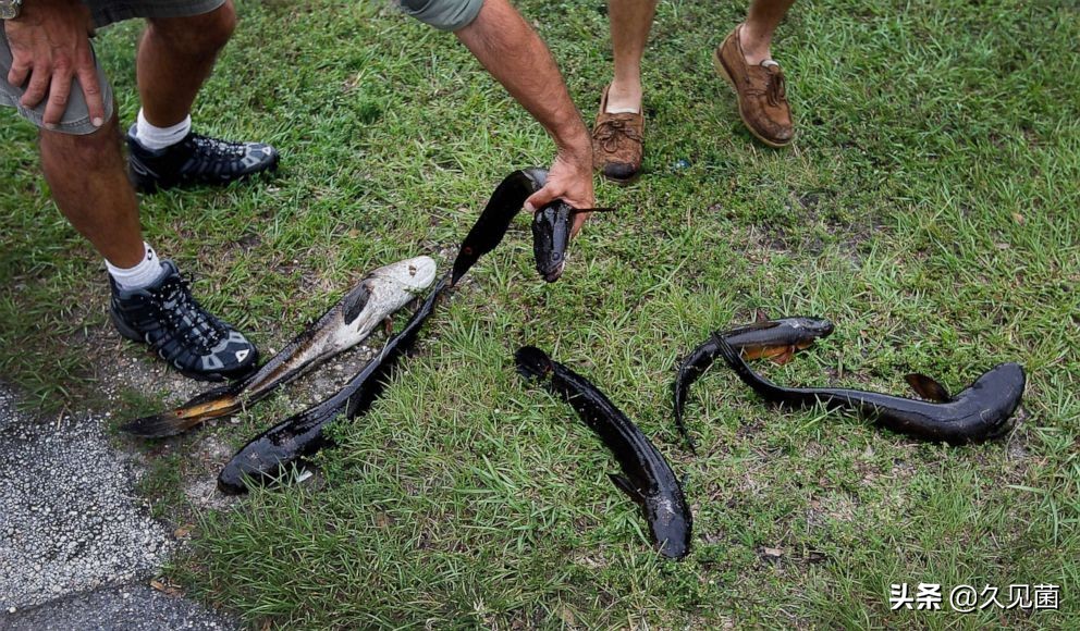 黑鱼有多凶残,中国巨型黑鱼有多大