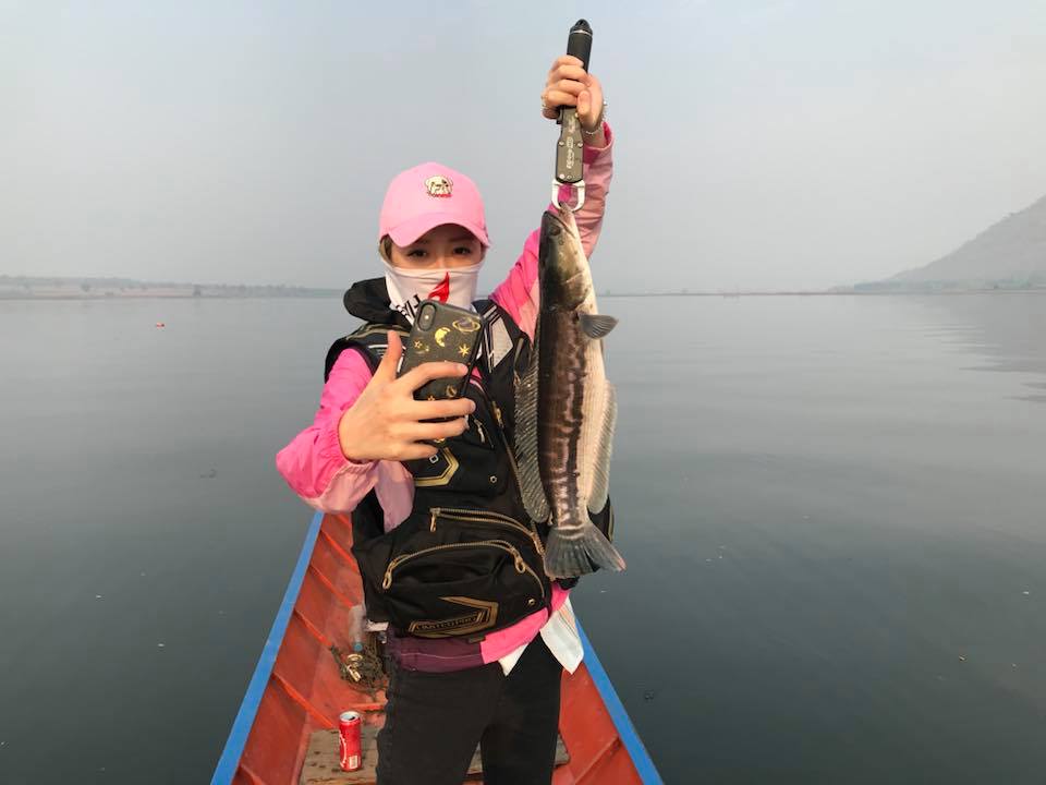 狮子鱼为何在美国泛滥成灾,蛇头鱼在中国为什么不泛滥