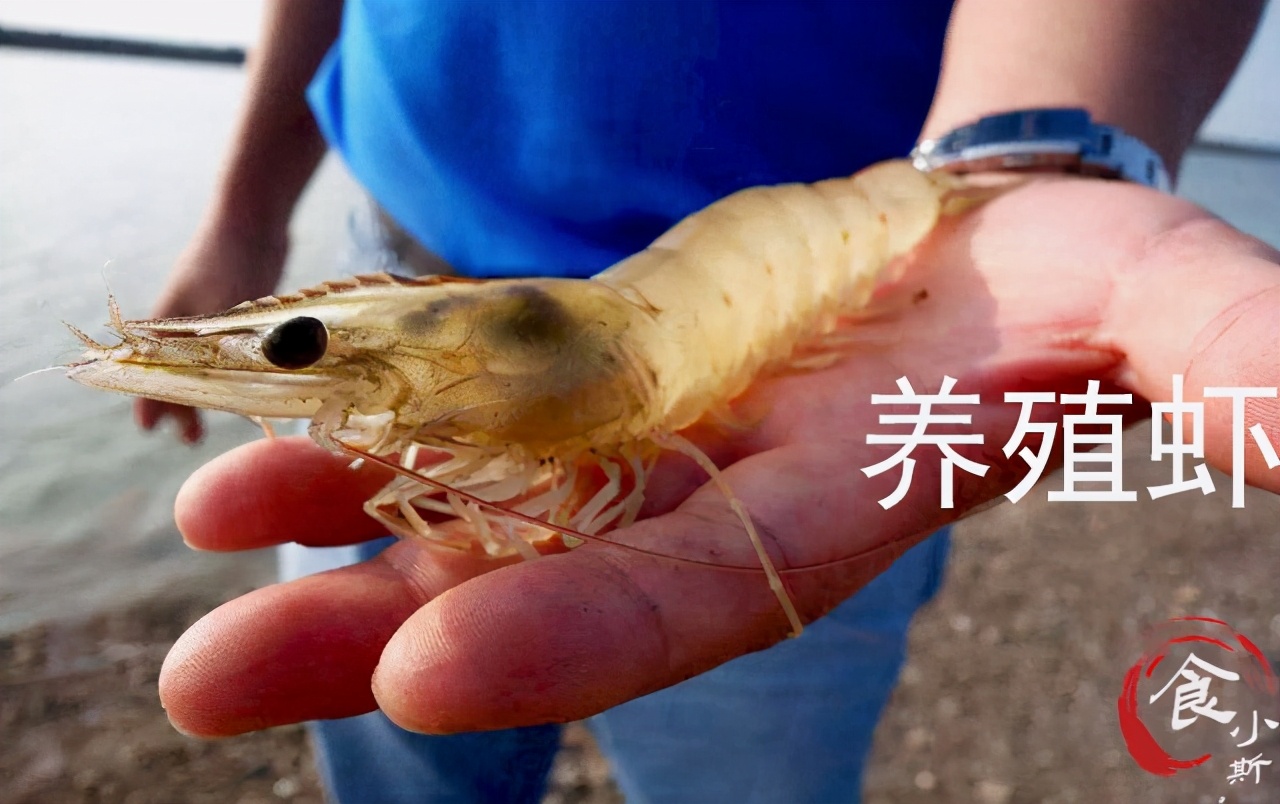 海捕虾和养殖虾的区别,买虾不可以挑大小吗