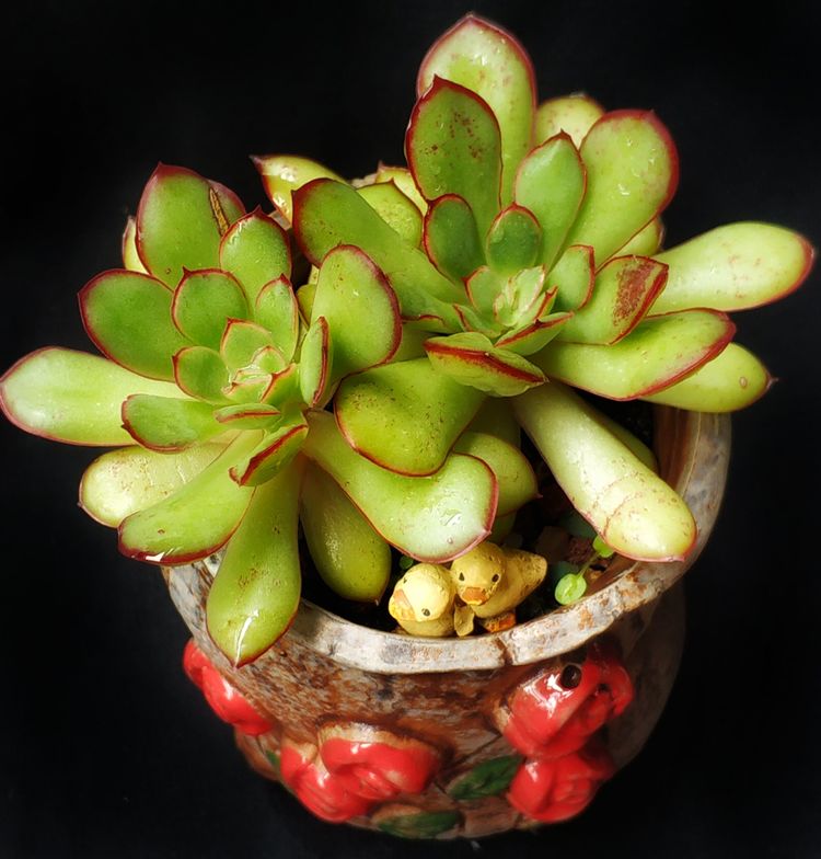 记录多肉长大的全过程,记录所有多肉成长过程