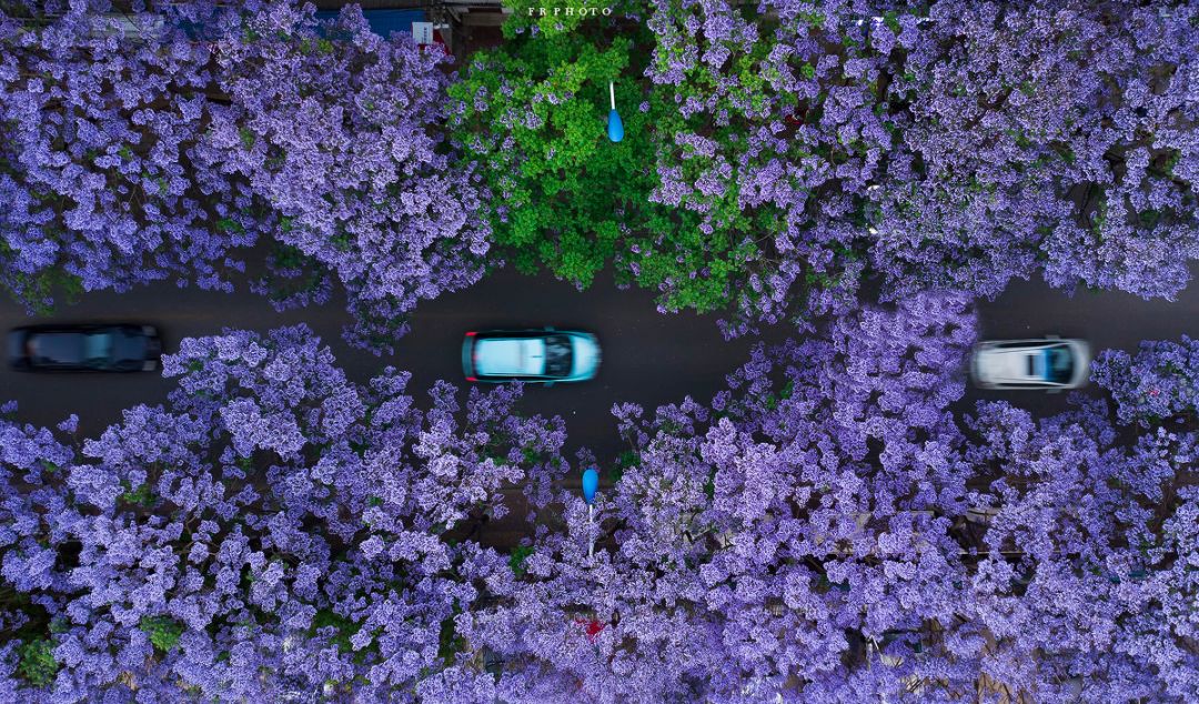 戴口罩的冬天太漫长，差点忘了中国的春天有多美