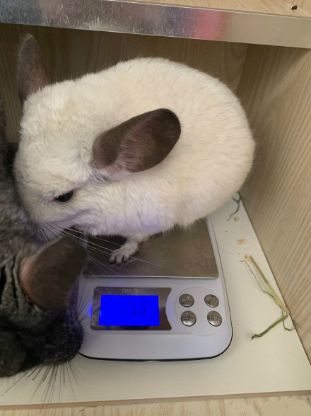 知道这些小技巧绝对轻松瘦下来,怎么可以养胖龙猫