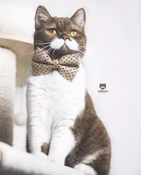 盘点那些姿势优雅的猫,肉感十足的猫是什么猫