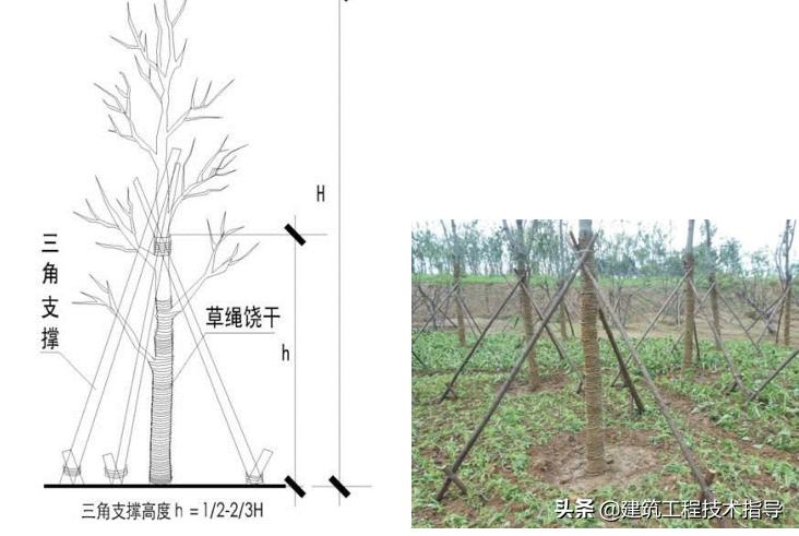 景观绿化提升项目施工技术方案,绿化种植施工方案范本