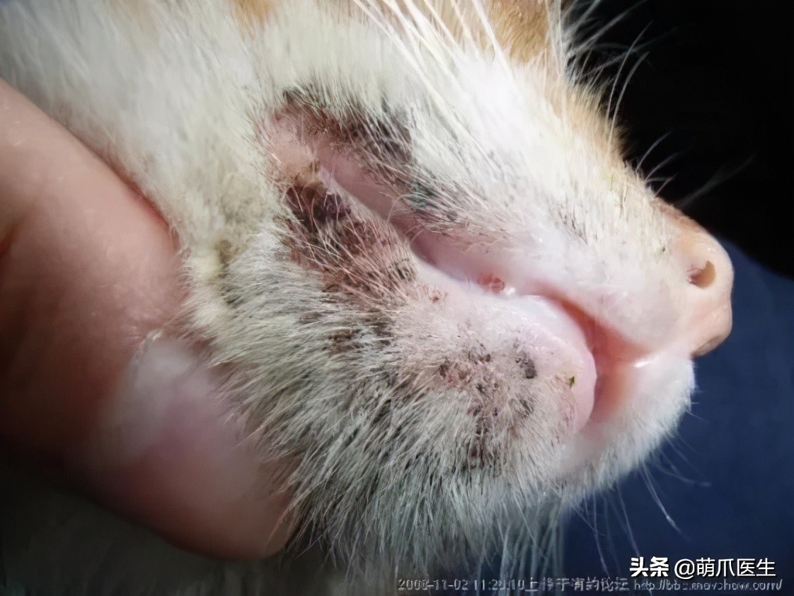 给猫挤黑头，结果挤出5颗“白色米粒”……