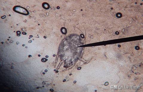 猫狗有耳螨应用内驱还是外驱,什么药治疗猫狗耳螨效果最见效快