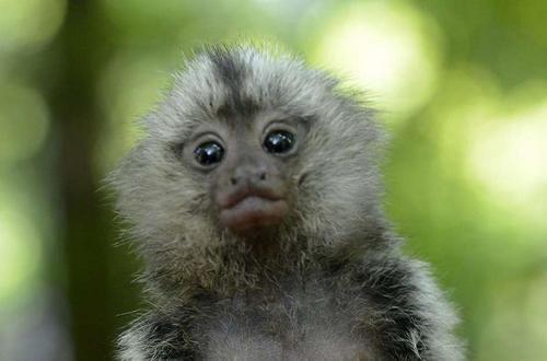 孙猴子跳不出五指山,孙猴子逃不出如来佛的手掌心