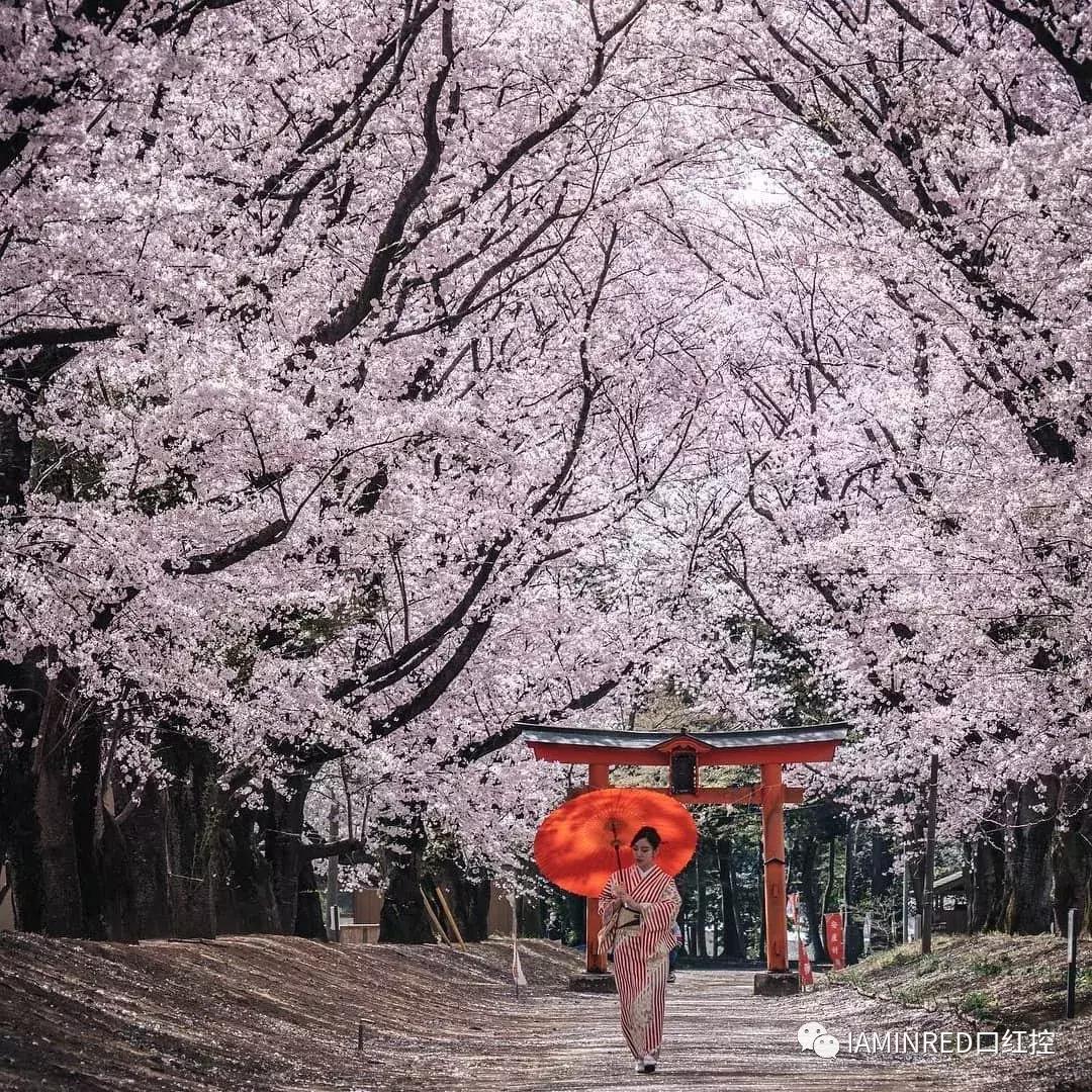 什么时候去日本看樱花比较好,现在还有必要去日本看樱花吗