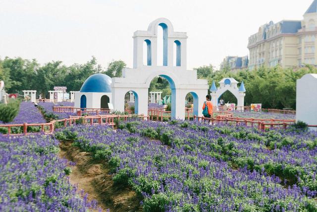 广州南沙百万葵园,广州百万葵园景点图片大全