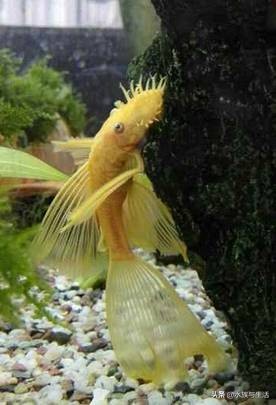 鱼缸中的清洁工最好的选择,鱼缸清洁工清道夫有作用吗