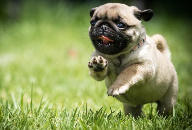 这5种狗一点也不好养,这5种狗体味轻