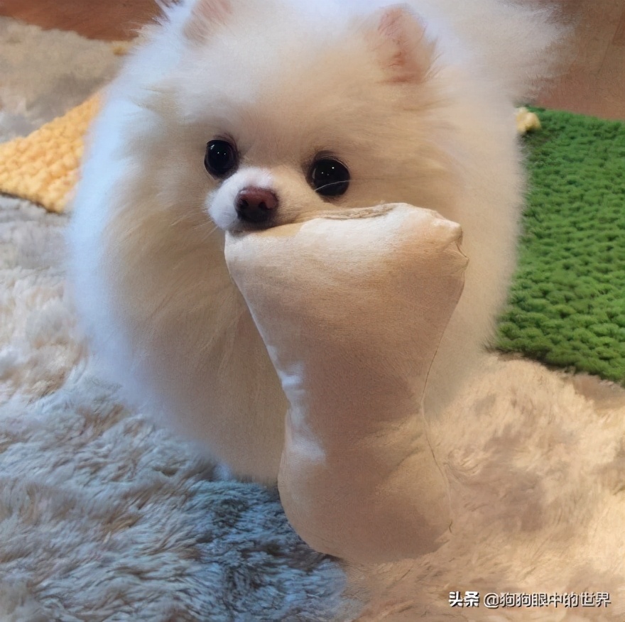 流浪狗治愈抑郁症,没想到自己竟然得了重度抑郁症