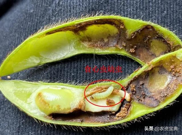 小小“大豆食心虫”危害大！该怎么治？5点措施轻松解决