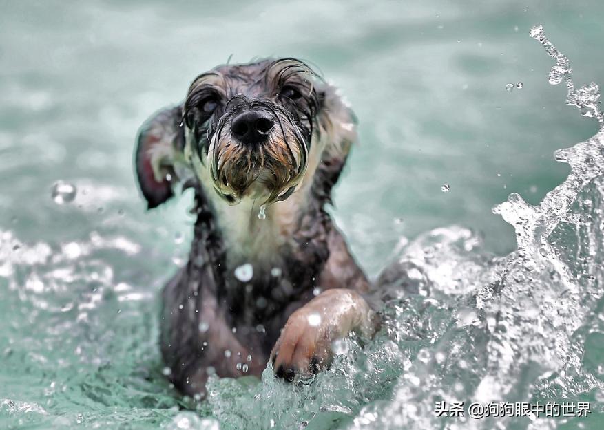 狗狗轻度中暑有意识能自行恢复吗,狗狗中暑放在空调房降温可以吗