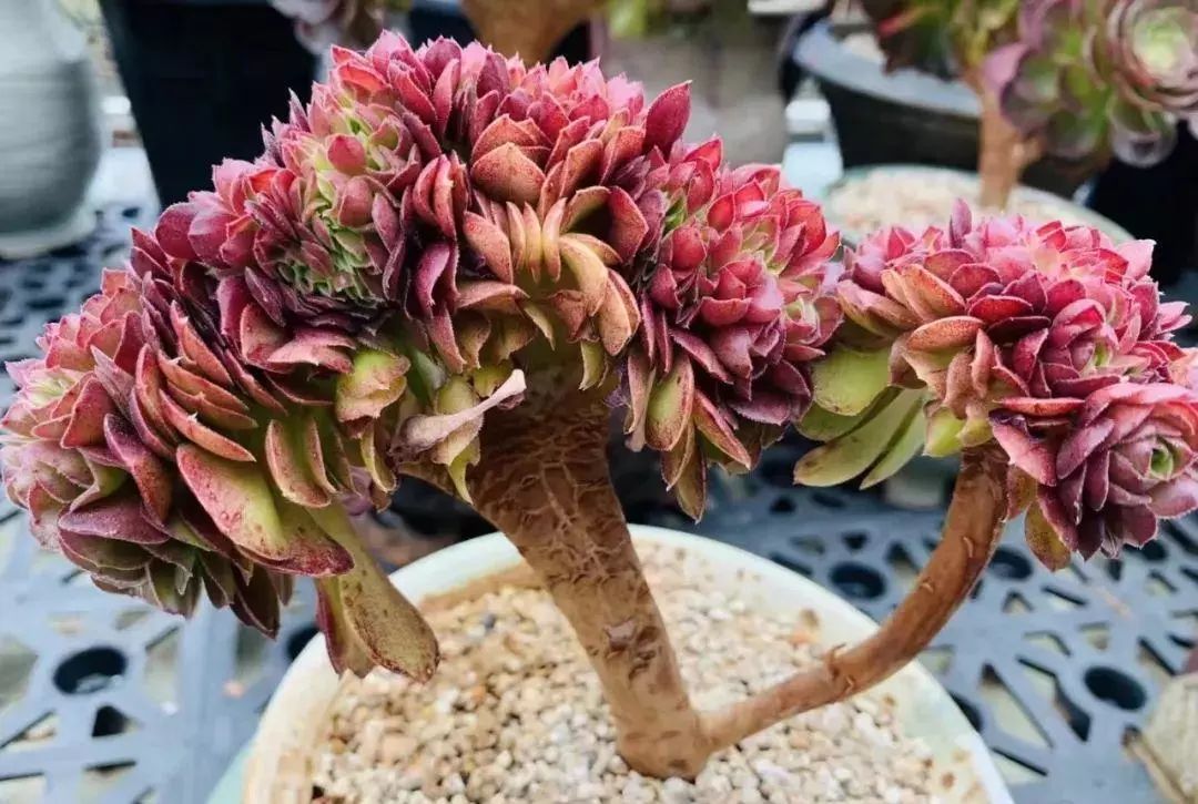 多肉红宝石冬天养殖方法和技巧,多肉红宝石夏天怎么养