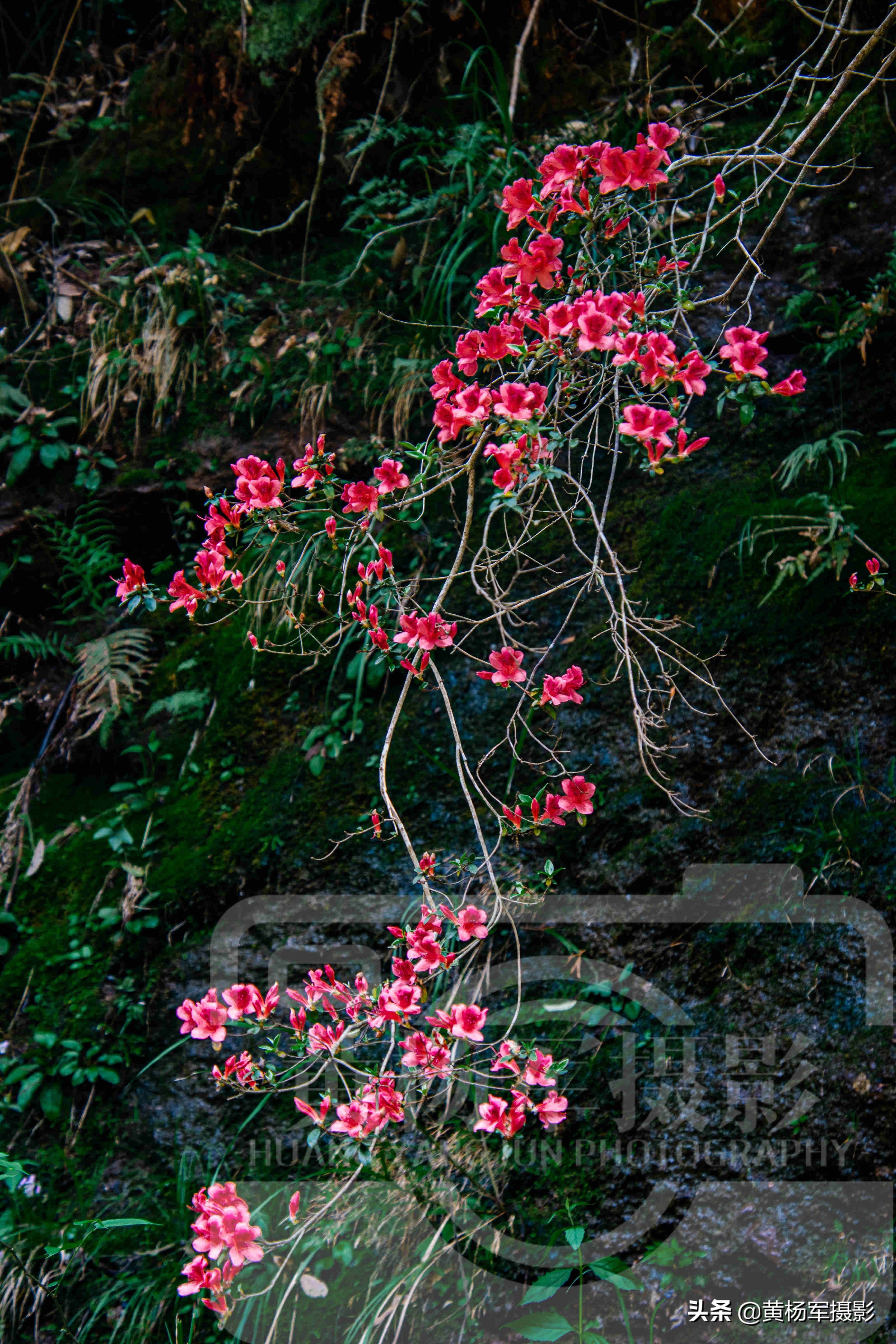 鏄ュぉ婕北閬嶉噹鐨勬槧灞辩孩缇庢櫙,婕北閬嶉噹鐨勬槧灞辩孩缇庝笉鑳滄敹