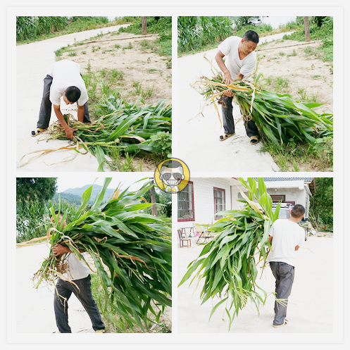 肥水草鱼窝料,综合塘草鱼窝料
