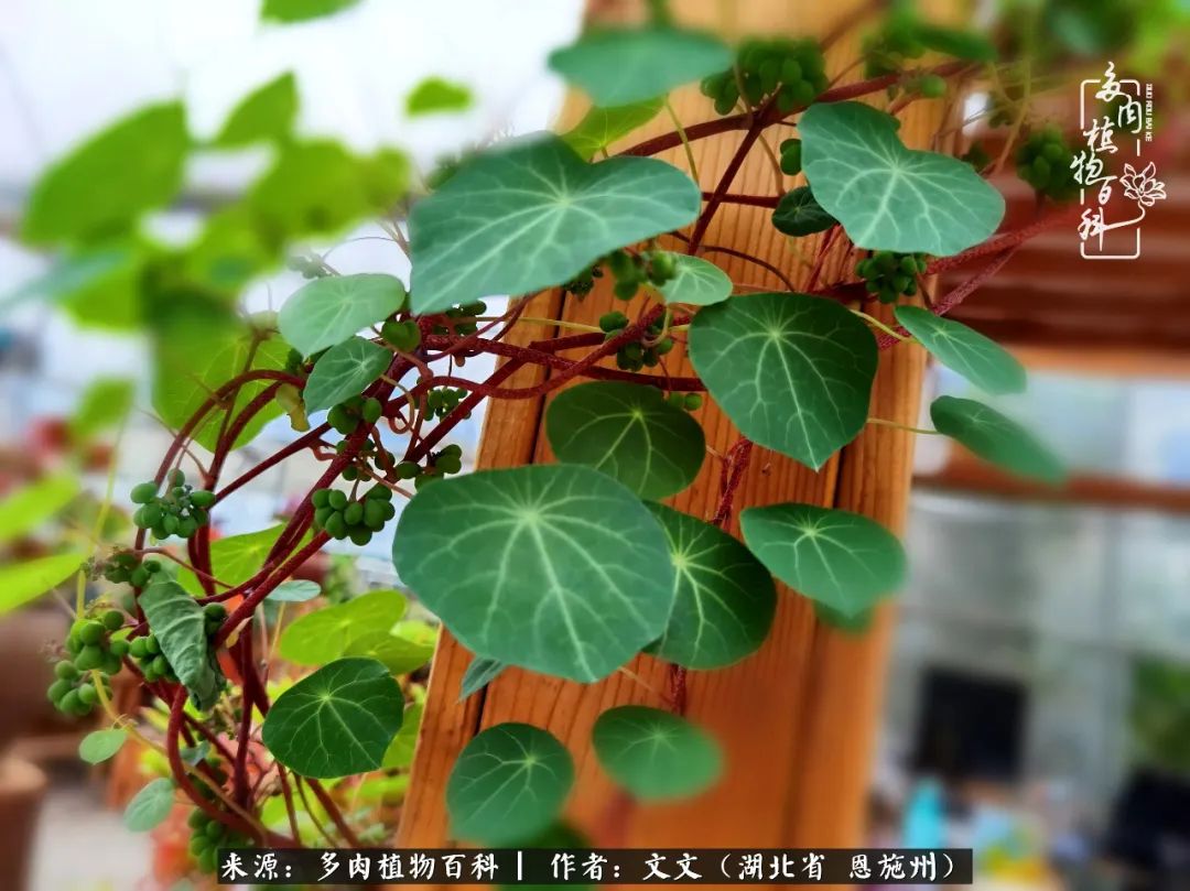 夏季多肉花园图片,初夏多肉花园