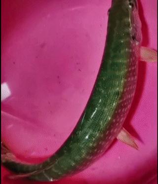 狗鱼的寿命,狗鱼寿命一般多少年