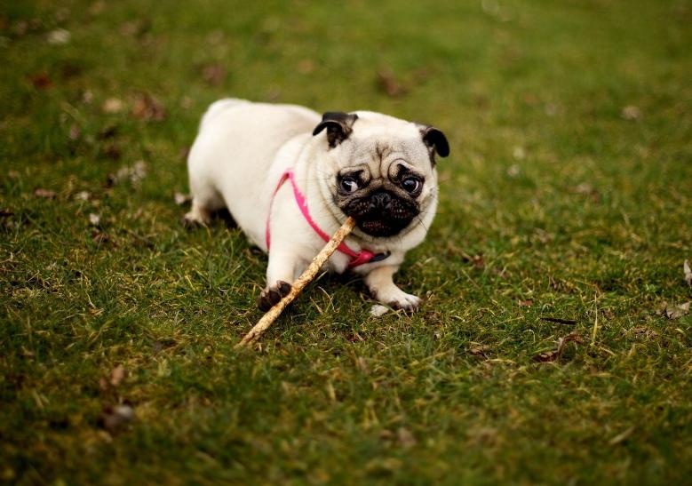 正宗巴哥犬的特征,巴哥犬的五大优点和缺点