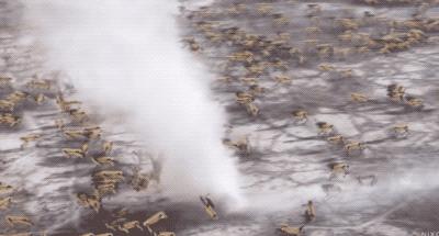 一群机械狗的球技展示，未来科技