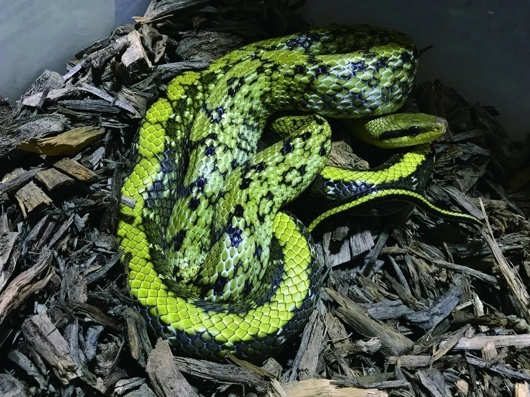 生平第一次见到的蛇,认识全世界的蛇