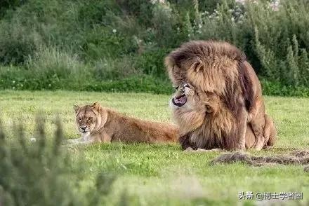 母狮一天发情40次,还追着公狮咬蛋蛋?根本不是这样啊....