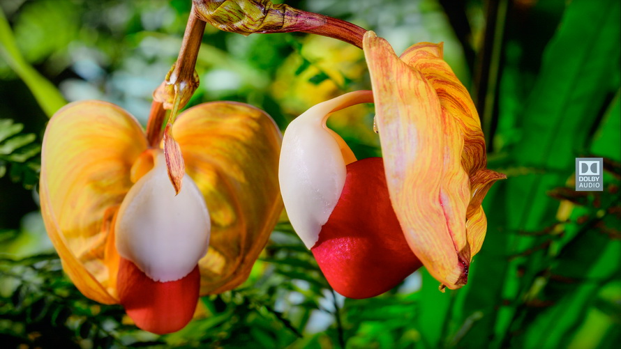 创维酷开p50pro和海信e3f哪个好,创维酷开p5065寸价格