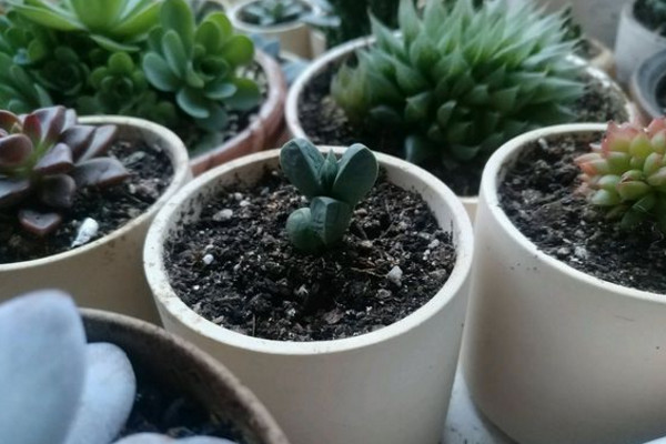 鹿角海棠叶子皱巴巴怎么办,鹿角海棠叶子皱了