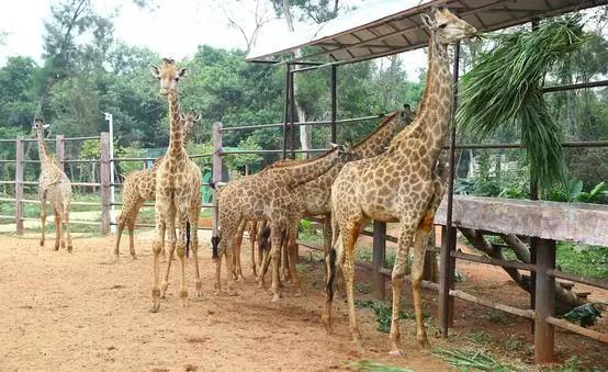海口秀英生活攻略,海口秀英港地图