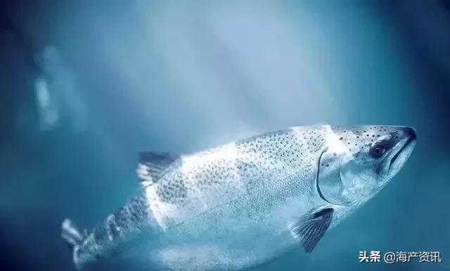 市场上最常见的十种淡水鱼,中国十大水产品排行榜