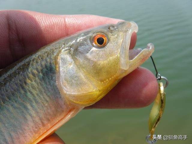 路亚马口瓜子亮片怎么防止脱钩,路亚马口亮片钓组正确组装方法