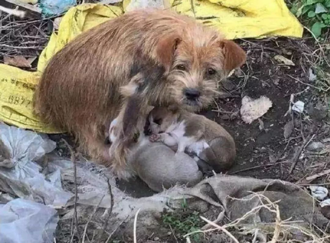 辟谣狗狗每年不需要打预防针,辟谣狗狗近亲