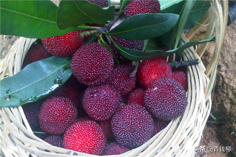 如何管理稳产高产的东魁杨梅,仙居东魁杨梅大棚栽培