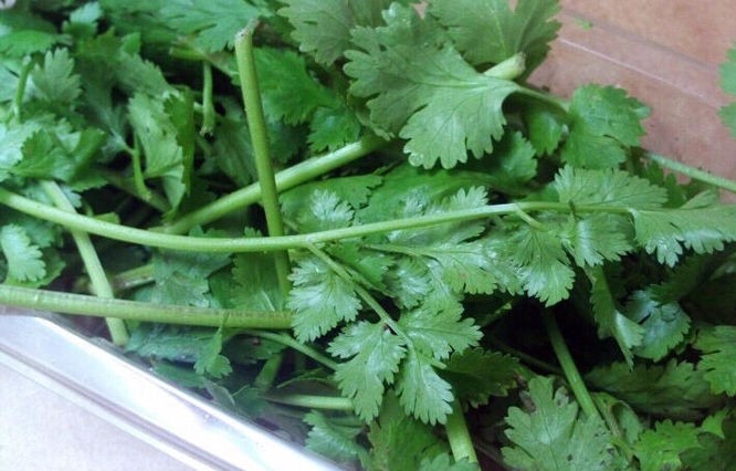 阳春三月看杨花,阳春三月看花香