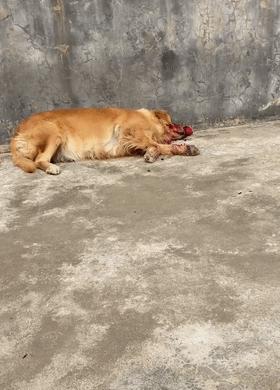 边牧脚趾间红了流脓,边牧脚上是红色的