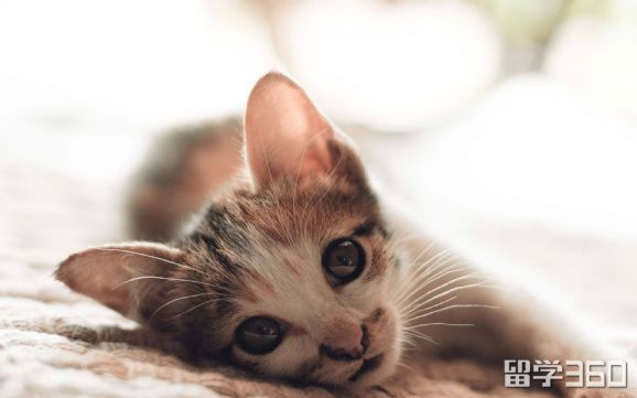 去加拿大衣服怎么带 (加拿大行前行李准备)