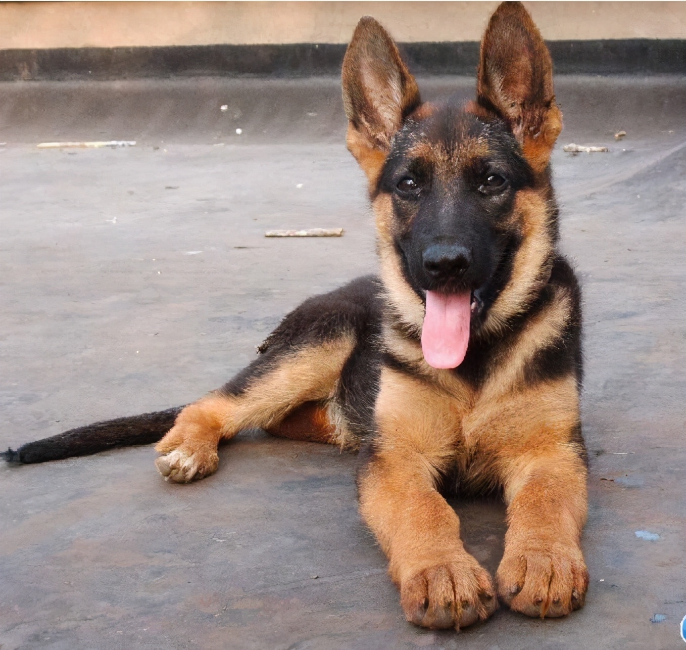 德牧德国牧羊犬,德国牧羊犬的养殖前景