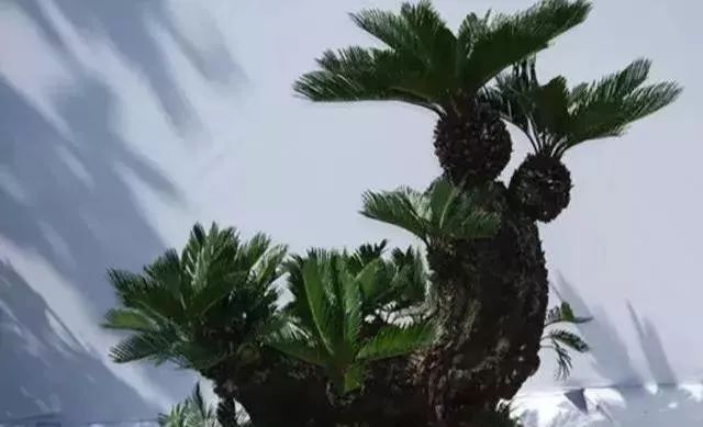 古朴自然盆景欣赏,造型极美的盆景一起来欣赏