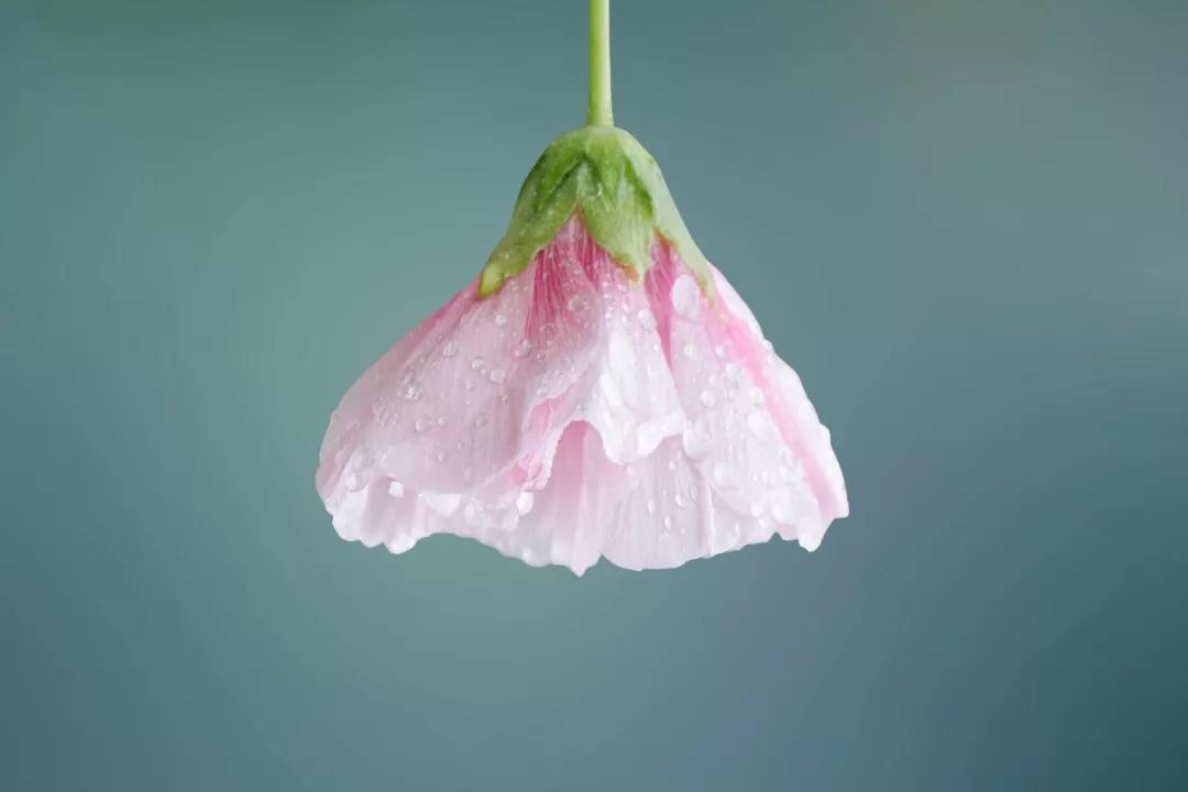 弄花香满衣的唯美短句,掬水月在手弄花香满衣全诗赏析