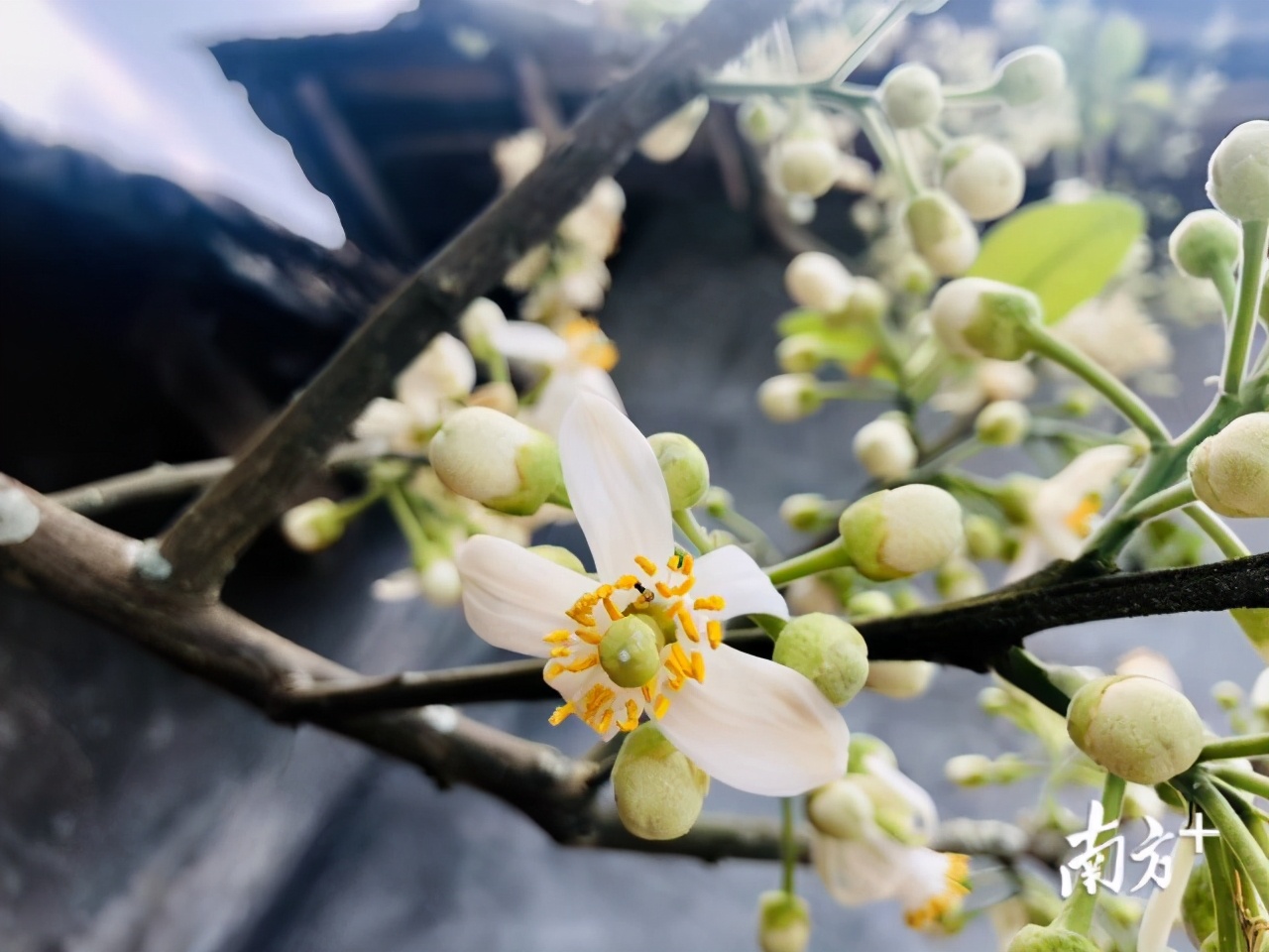 广东化州美华橘红,化州平定橘红花观赏点