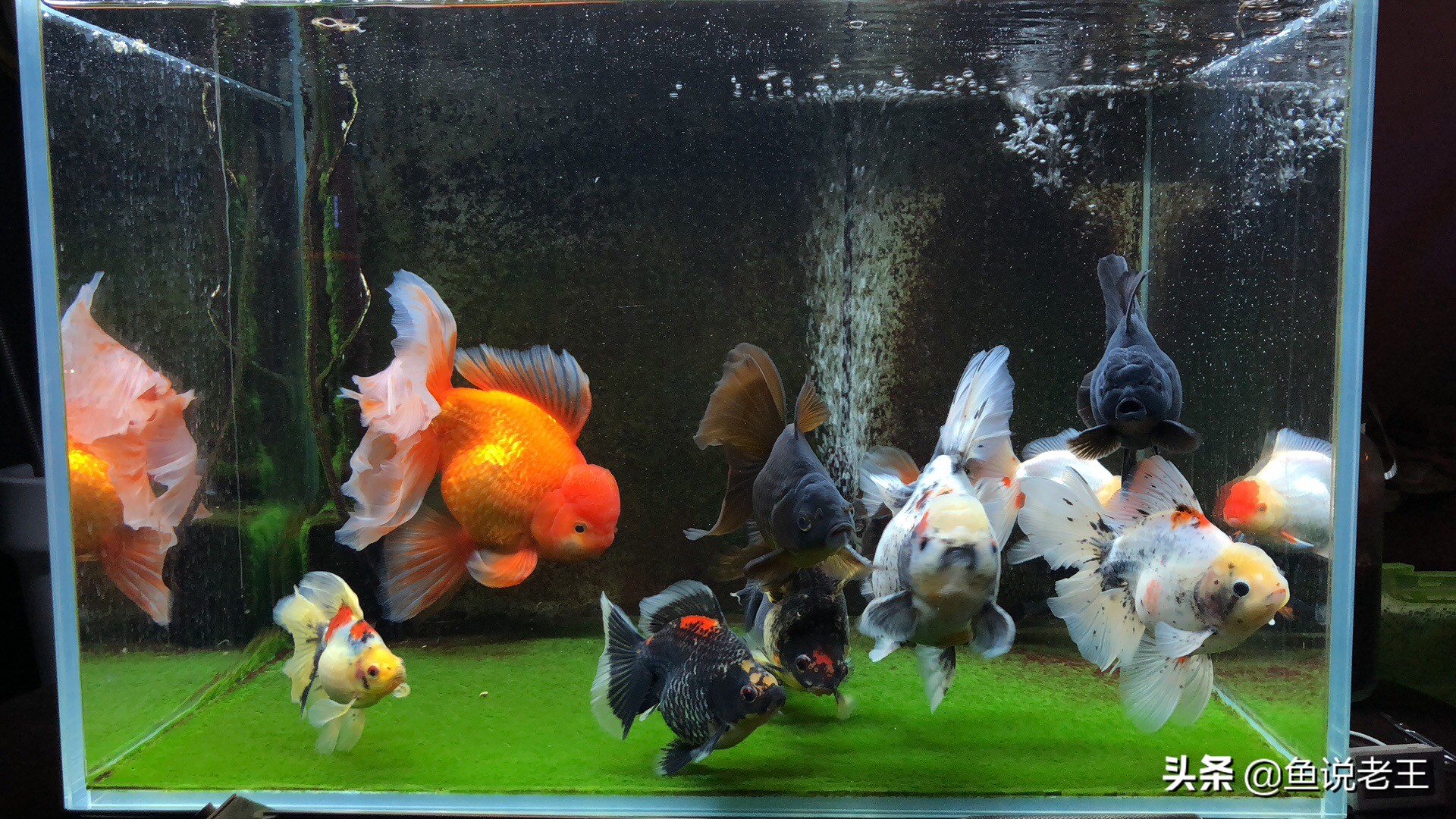 金鱼折尾怎么处理,为什么金鱼会翻肚子